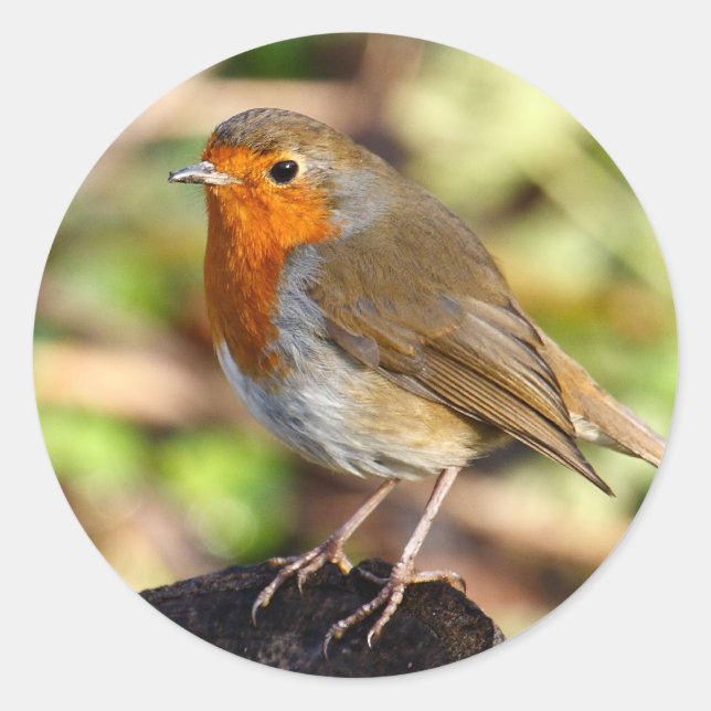 Adesivo Robin Sticker (Frente)