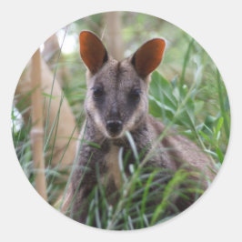 Adesivo Rock Wallaby Stickers