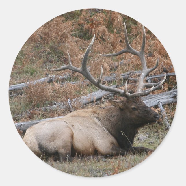 Adesivo Rocky Mountain Elk (Frente)