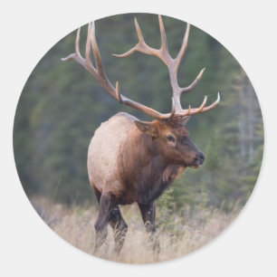 Adesivo Rocky Mountain Elk