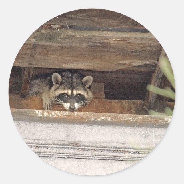 Adesivo Roofie Raccoon Sticker (Frente)