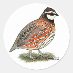 Adesivo Rooster Bobwhite Quail