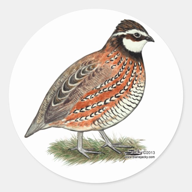Adesivo Rooster Bobwhite Quail (Frente)
