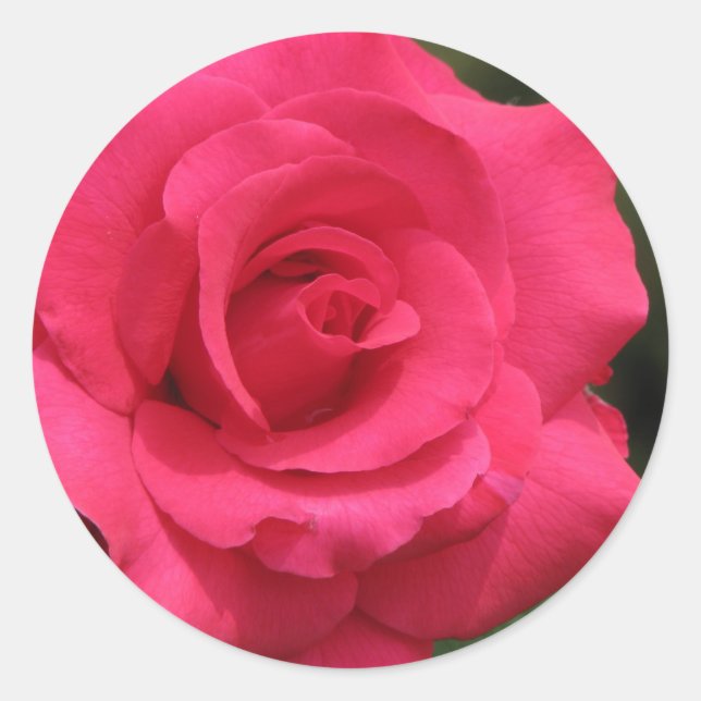Adesivo Rosa (Frente)
