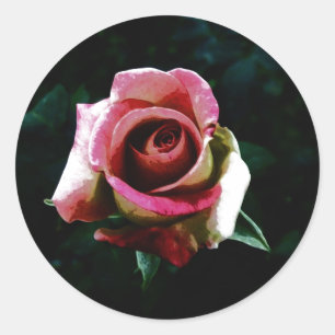 Adesivo rosa