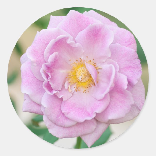 Adesivo Rosa (Frente)