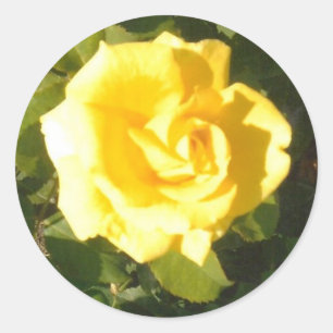 Adesivo Rosa Amarela