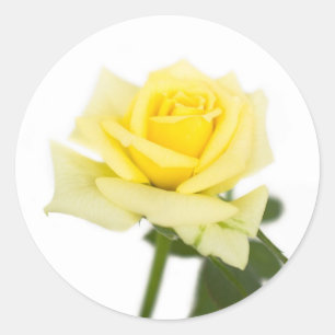 Adesivo Rosa amarelo