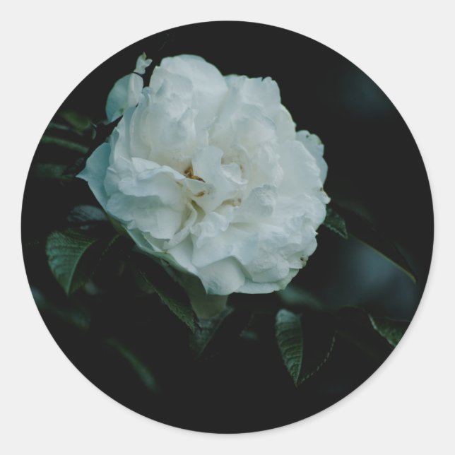 Adesivo Rosa branca (Frente)