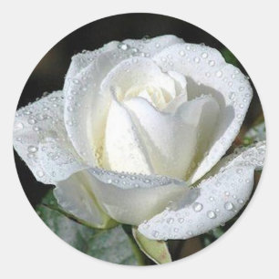 Adesivo Rosa branco com orvalho
