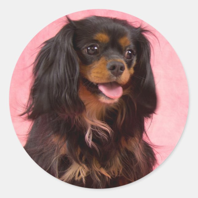 Adesivo Rosa Cavalier King Charles Preto e Castanh (Frente)