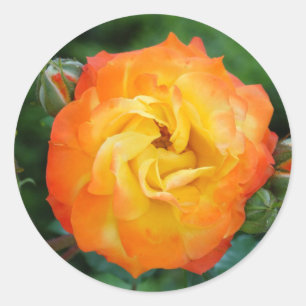 Adesivo Rosa Classic Round Sticker, brilhante