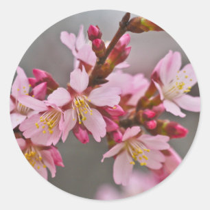 Adesivo Rosa Contra Um Céu Cinza Flor de Cerejeira Japones
