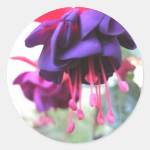 Adesivo Rosa da flor de Fuschia, o roxo e o quente