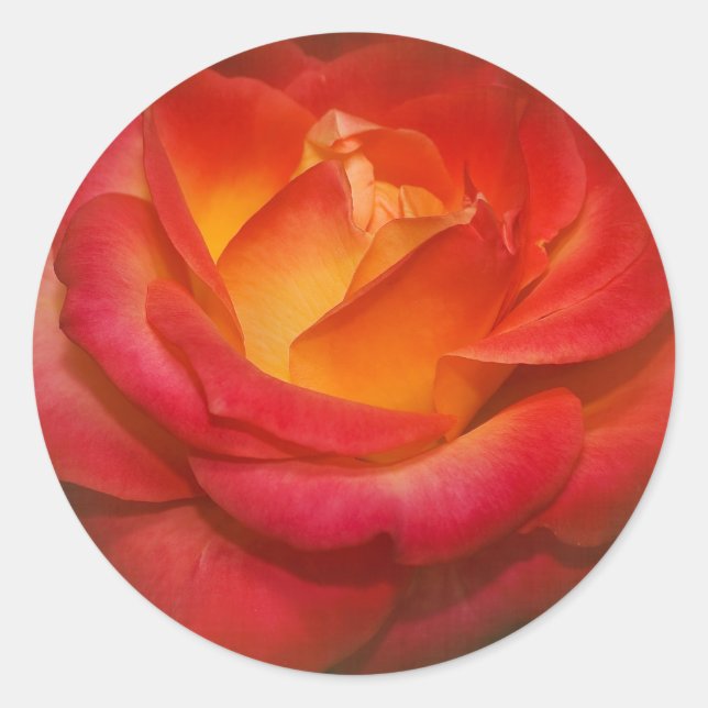 Adesivo Rosa de chamamento no pergaminho (Frente)