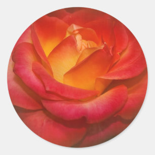 Adesivo Rosa de chamamento no pergaminho