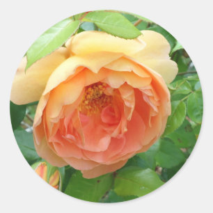 Adesivo Rosa de cor laranja