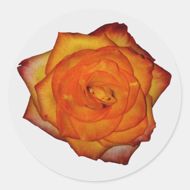 Adesivo Rosa de cor laranja queimada (Frente)