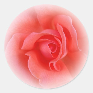 Adesivo rosa de coral rosa