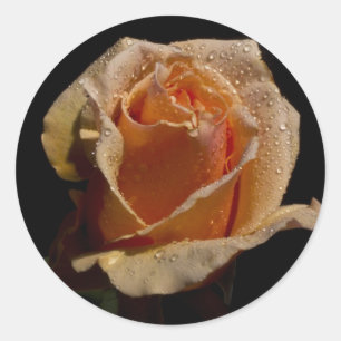 Adesivo Rosa de laranja 1