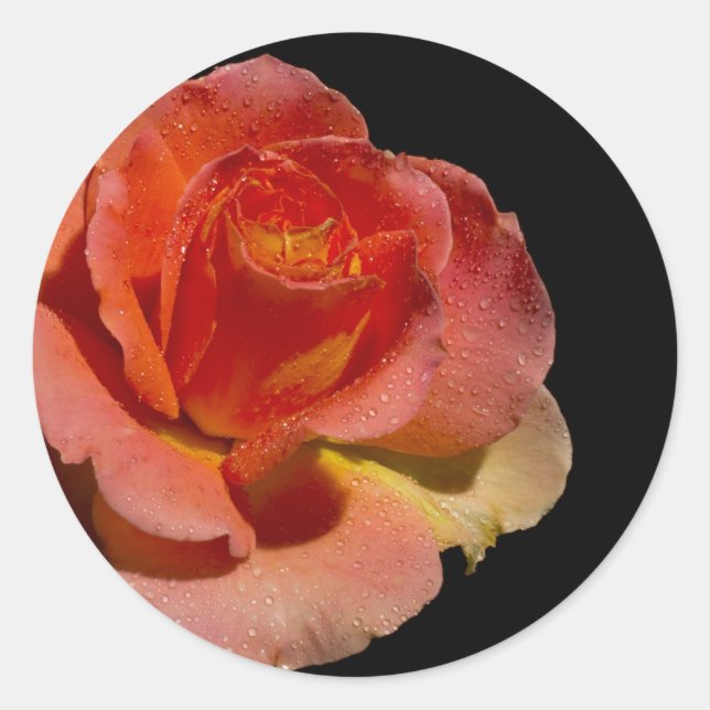 Adesivo Rosa de laranja 2 (Frente)