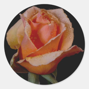 Adesivo Rosa de laranja 3