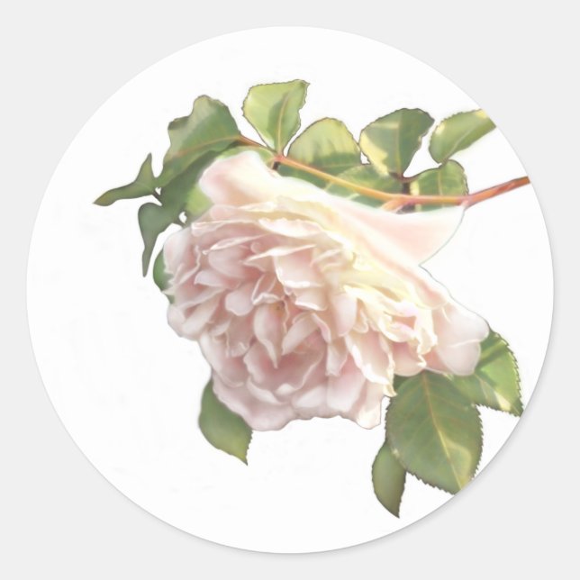 Adesivo Rosa de Marfim Corada (Frente)