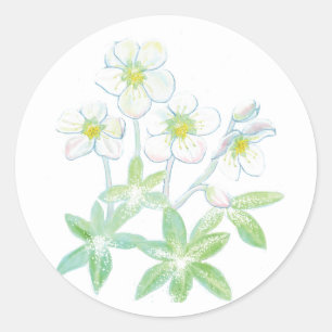 Adesivo Rosa de Natal, Ilustração Helleborus niger  