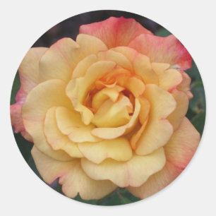 Adesivo Rosa de Paz Belo Rosa e Amarelo Floral