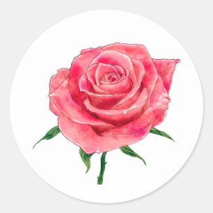 Adesivo Rosa do rosa