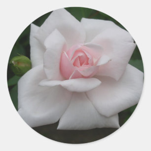 Adesivo Rosa do rosa