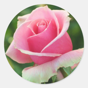 Adesivo Rosa do rosa