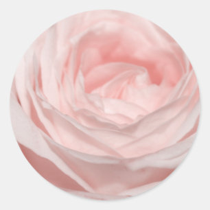 Adesivo Rosa do rosa de Romantica