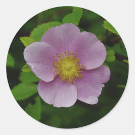 Adesivo Rosa do rosa selvagem