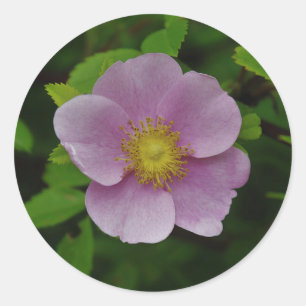 Adesivo Rosa do rosa selvagem