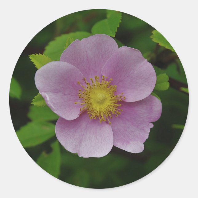 Adesivo Rosa do rosa selvagem (Frente)