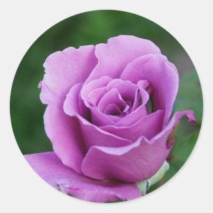 Adesivo Rosa do roxo