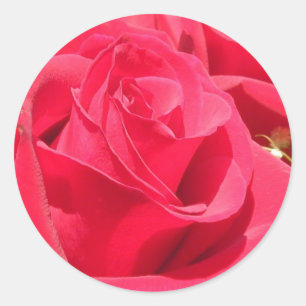 Adesivo Rosa e selos de envelopes