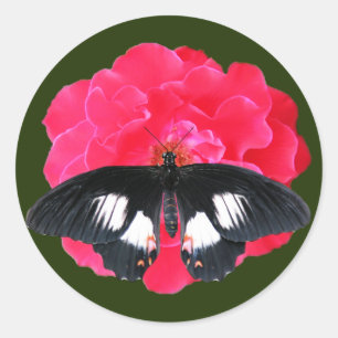 Adesivo Rosa e Swallowtail
