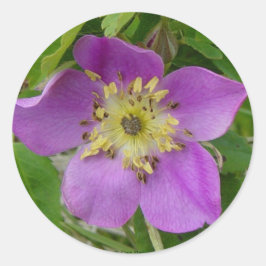Adesivo Rosa Espinhosa de Alberta Rosa Selvagem