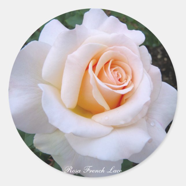 Adesivo Rosa French Lace：Round Seal (Frente)