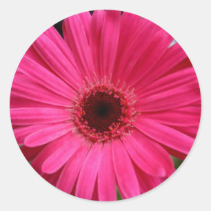 Adesivo Rosa Gerbera Daisy