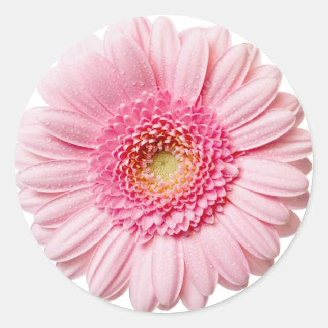 Adesivo Rosa Gerbera Daisy (Frente)