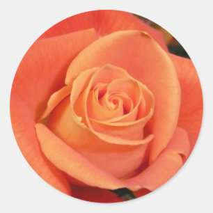 Adesivo Rosa laranja