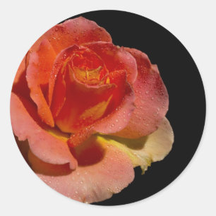 Adesivo Rosa laranja