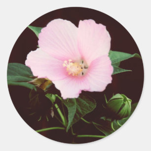 Adesivo Rosa Mallow Stickers