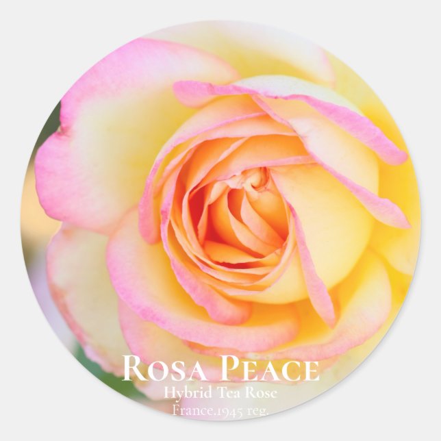 Adesivo Rosa Peace [Round Seal] (Frente)