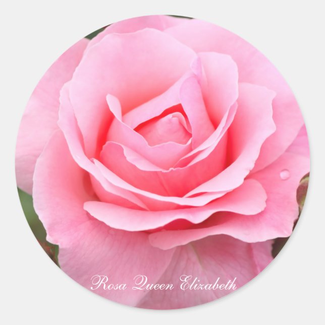 Adesivo Rosa Queen Elizabeth [Round Seal] ラウンドシール (Frente)