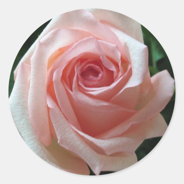 Adesivo Rosa Romântico Suave (Frente)