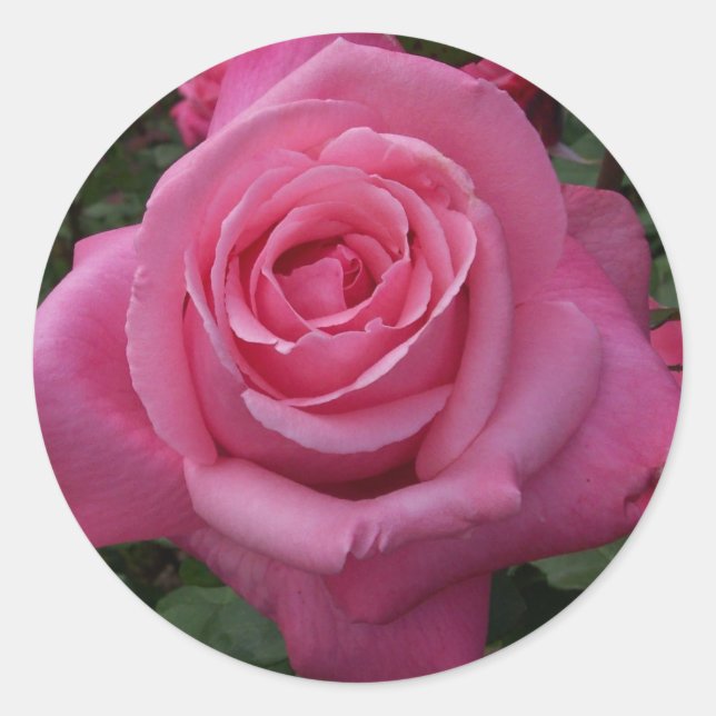 Adesivo Rosa Rosa (Frente)